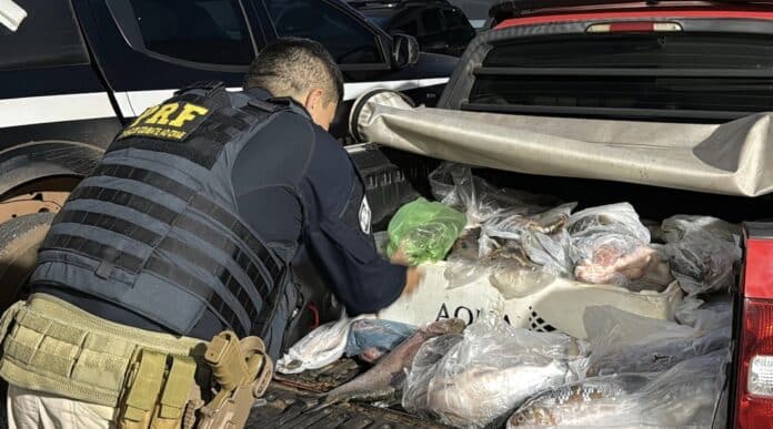 PRF para motorista por infração e descobre 100 kg de pescado ilegal que iriam para Sinop