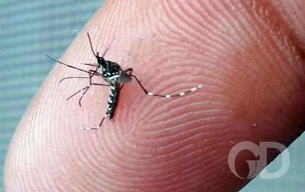 Dengue avança e Mato Grosso registra 4 mortes e 12 mil casos