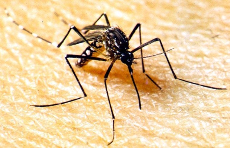 Campanha de conscientização contra dengue em Mato Grosso começa nesta segunda-feira (18)