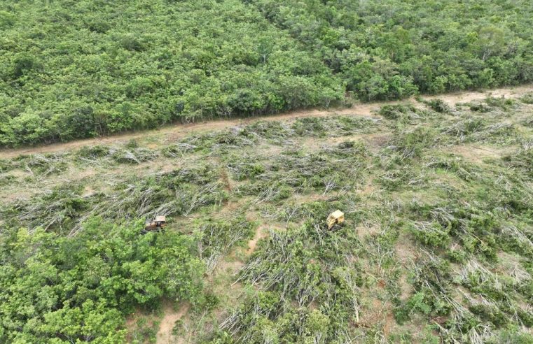 Sema e PM flagram desmatamento ilegal com apoio de drones e tecnologia de geoprocessamento