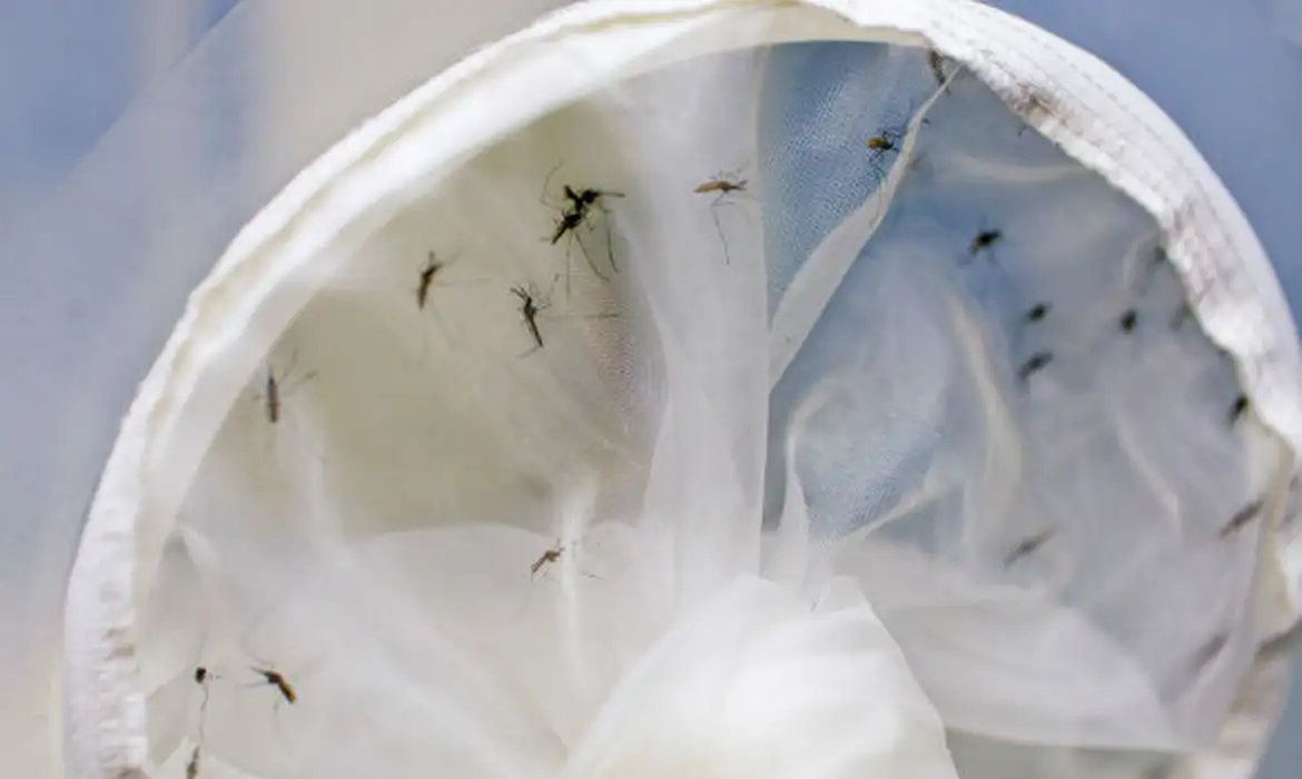 Brasil tem 391 mortes por dengue