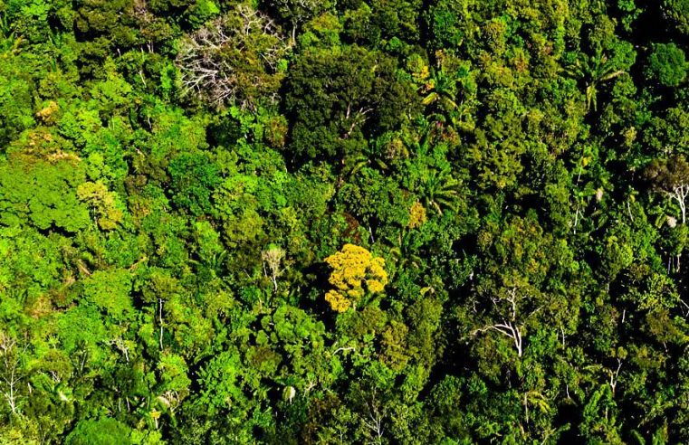 Mato Grosso reduz desmatamento em 74%, aponta Imazon