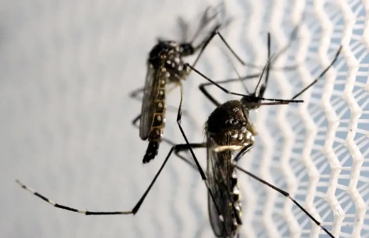 Saúde Crianças de até 5 anos morrem mais de dengue, revela pesquisa