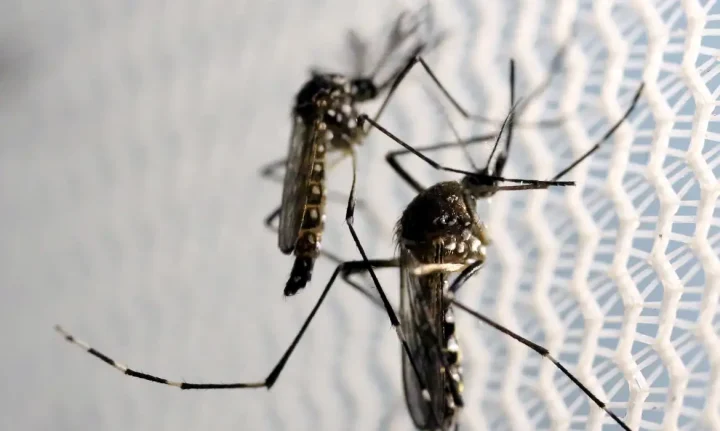 Saúde Crianças de até 5 anos morrem mais de dengue, revela pesquisa