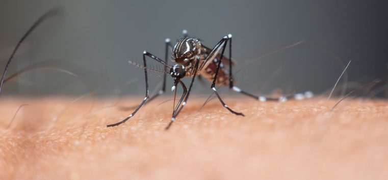 Entenda o que é a dengue grave e como é o tratamento