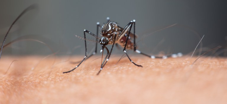 Entenda o que é a dengue grave e como é o tratamento