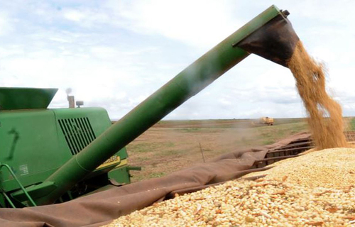 Preço da soja tem baixa no Paraná