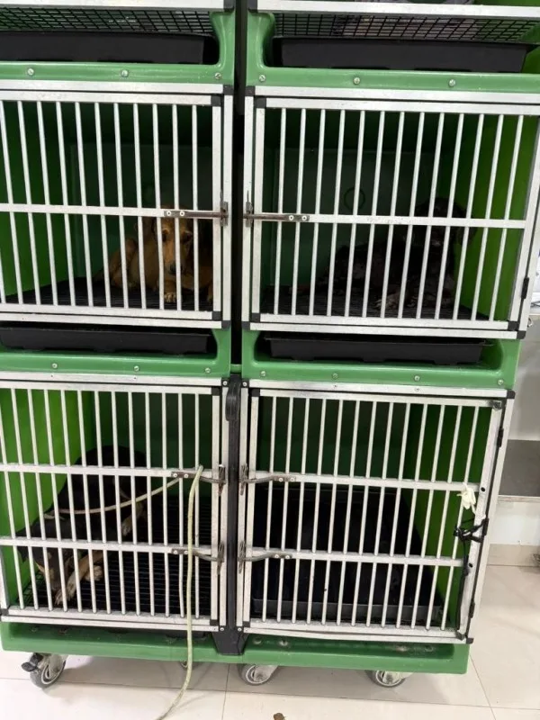 Quatro cães vítimas de maus-tratos são resgatados no Nortão; tutor é preso
