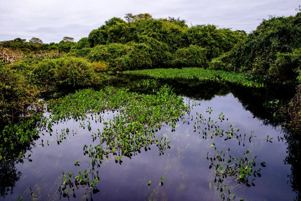 Sema participa de seminário nacional com palestras sobre o Pantanal