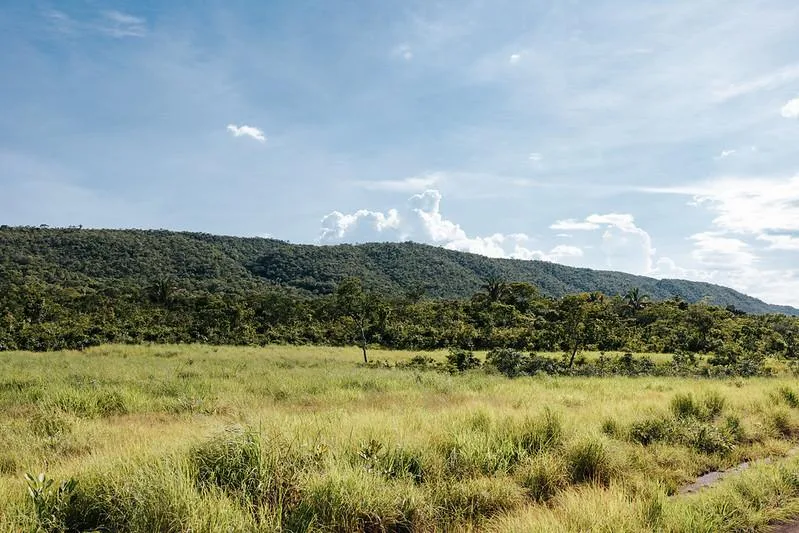Sema aprova mais de mil projetos para recuperação de 50 mil hectares